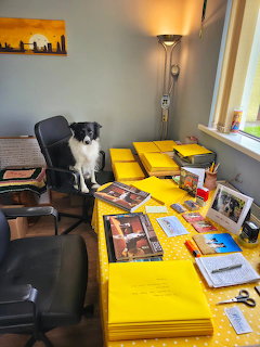 Border colie sitting on office chair at desk covered with yellow mailers and books