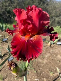 Close-up of a deep red bearded iris flower in a garden