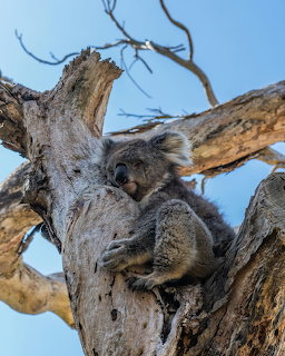 Koala Resting in Tree