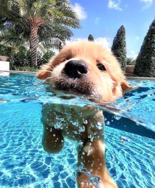 Golden retriever puppy swimming underwater in pool with palm trees visible above water line