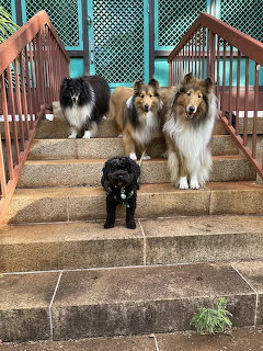 Four Dogs on Stairs