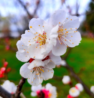 Close-up of white spring blossoms on a tree branch with a blurred garden background