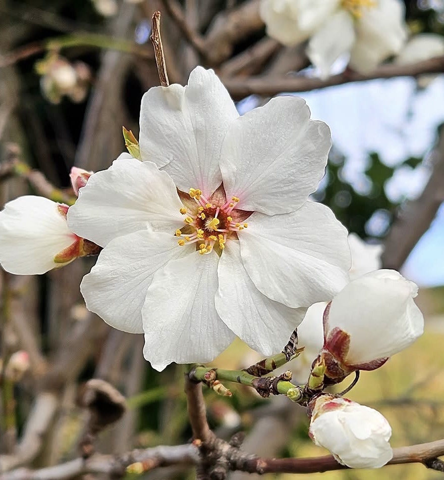 Almond Tree Blossom