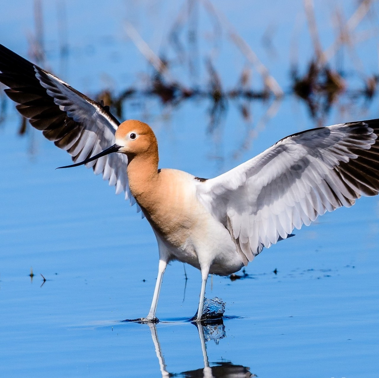 American avocet landing in shallow blue water with wings spread and reflection visible