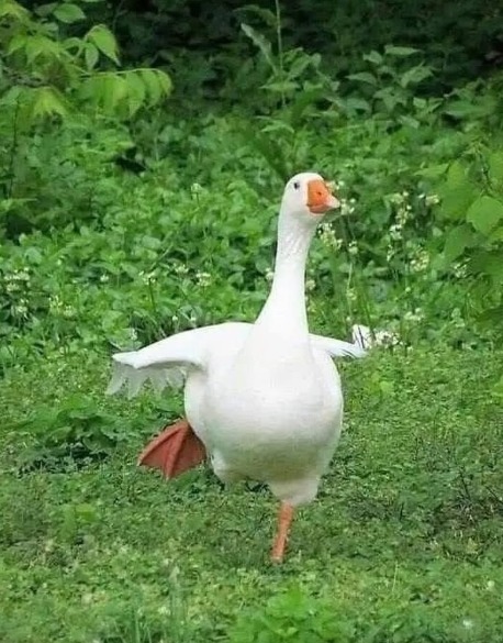 White Goose Walking
