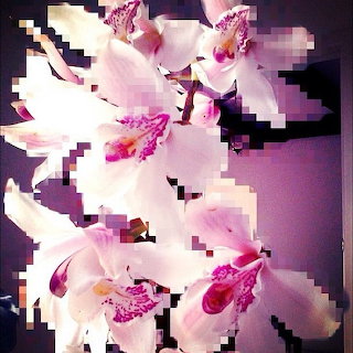 Pink Orchid Blossoms
