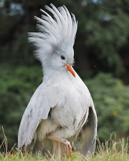 White crested bird standing in grass with a green blurred background
