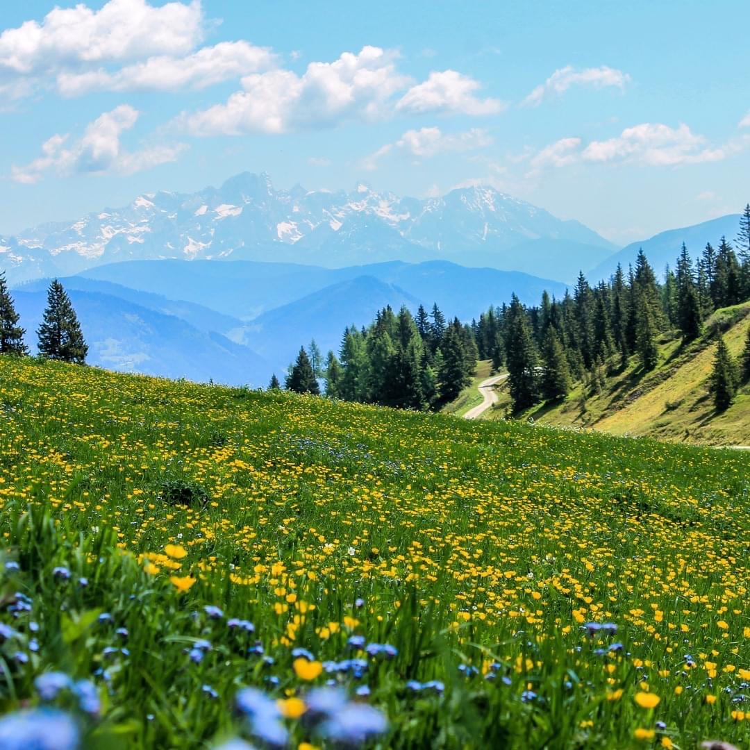 Yellow wildflowers in mountain meadow with snowy peaks and pine trees