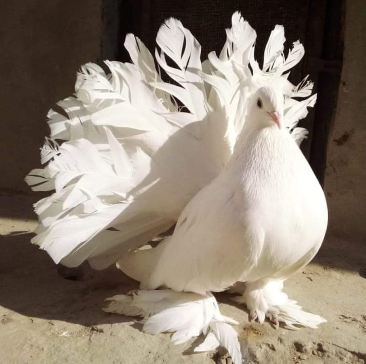 White fantail pigeon with elaborate fanned tail feathers