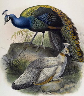 Black-Shouldered Peafowl