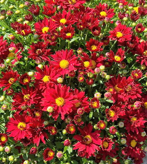 Close-up of many red chrysanthemum flowers with yellow centers and green foliage
