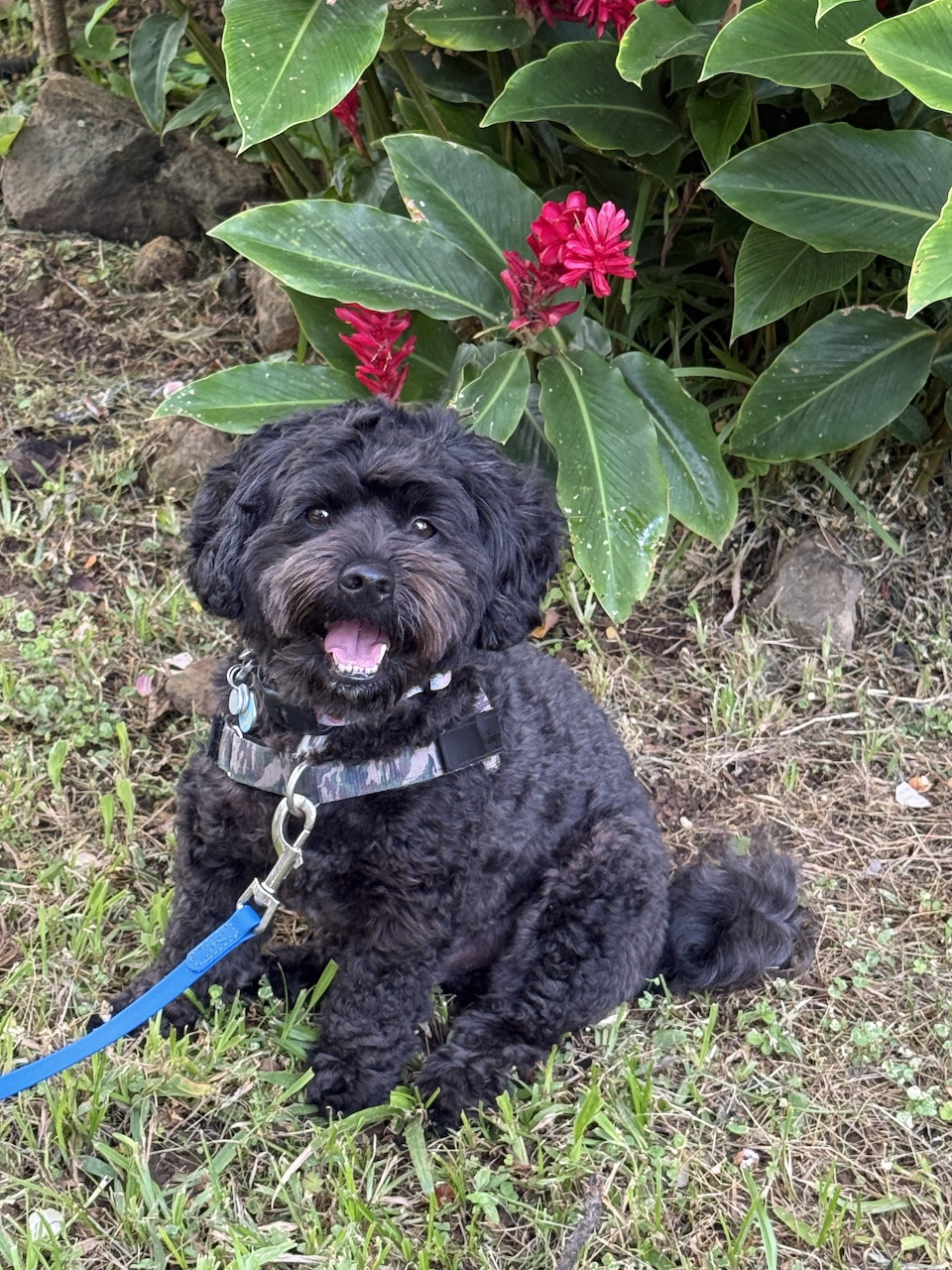 Small black curly-haired dog sitting on grass near green foliage and pink flowers.