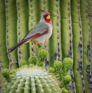 Cardinal on Cactus