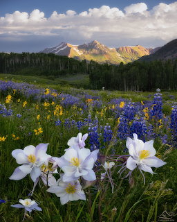 White columbine flowers and purple lupines with mountain landscape and forest behind