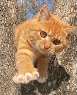 Orange Taby Cat in Tree
