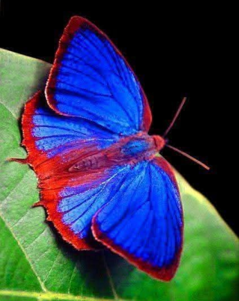 Bright blue butterfly with red-orange edges on green leaf