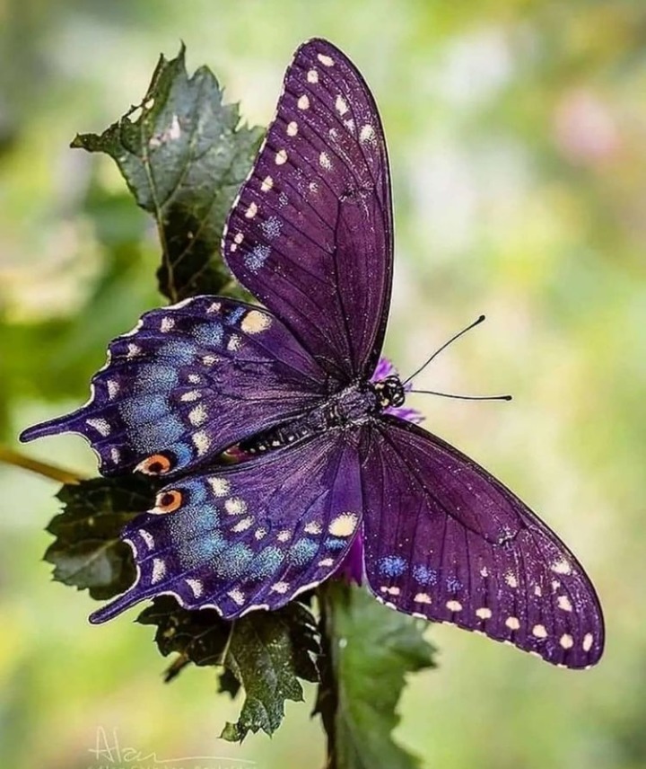 Purple butterfly with white spots resting on green leaf