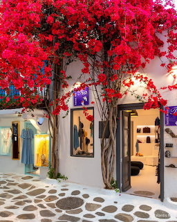 Greek Island Bougainvillea Street