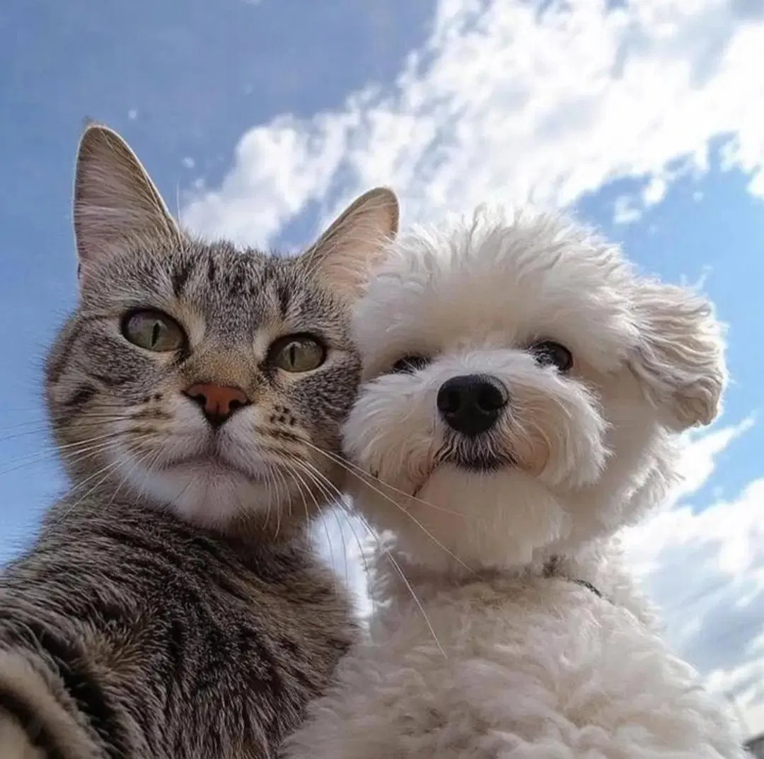 Tabby cat and white fluffy dog together against blue sky with clouds