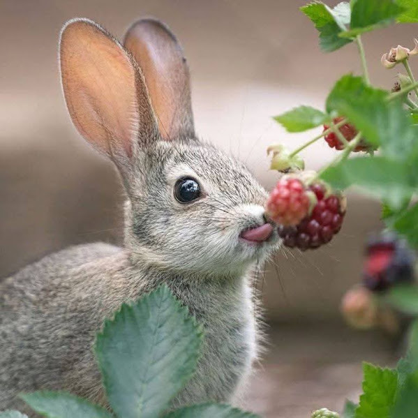 Small rabbit licking a ripe berry beside green leaves