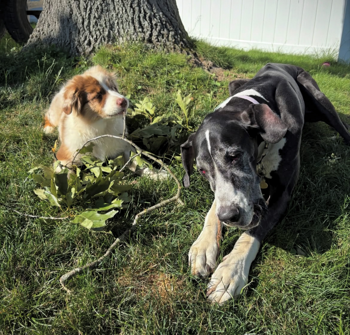 A large black dog and a small brown and white puppy lying on grass near a tree