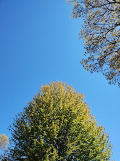 Looking up at green treetops against a clear blue sky on a sunny day