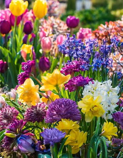 Colorful Spring Garden Flowers