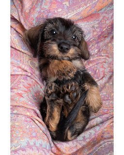 Wire-haired dachshund pupy lying on its back wrapped in a pink paisley blanket