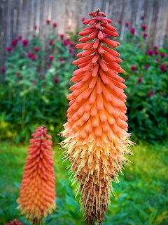 Close-up of a red hot poker flower with orange and yellow blooms in a garden