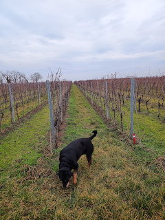 Black dog walking between rows of dormant grapevines in winter vineyard under cloudy sky