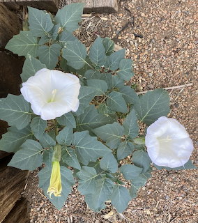 Two white datura flowers with broad green leaves growing on sandy gravel ground