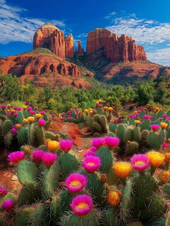 Red rock buttes behind a desert of blooming prickly pear cacti and colorful wildflowers
