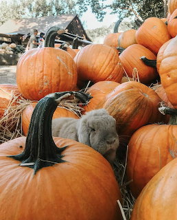 Small grey bunny sitting between large orange pumpkins on hay at a pumpkin patch