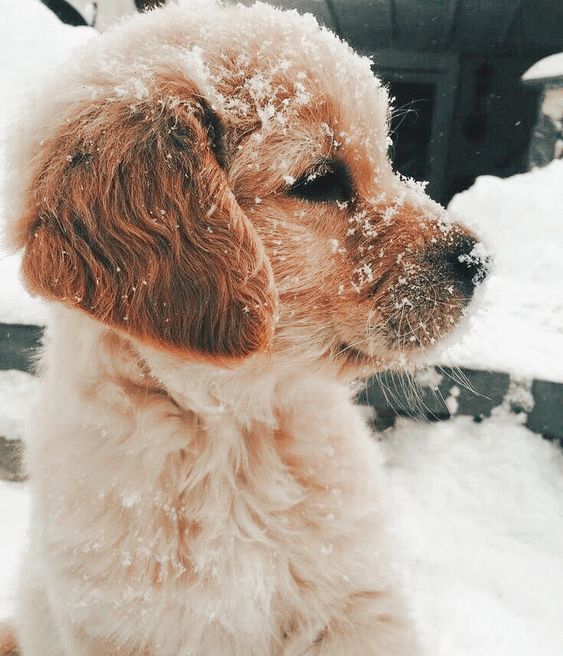 Snowy Cocker Spaniel Puppy