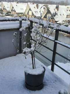 Small potted plant on a snowy balcony with snow-covered houses behind it