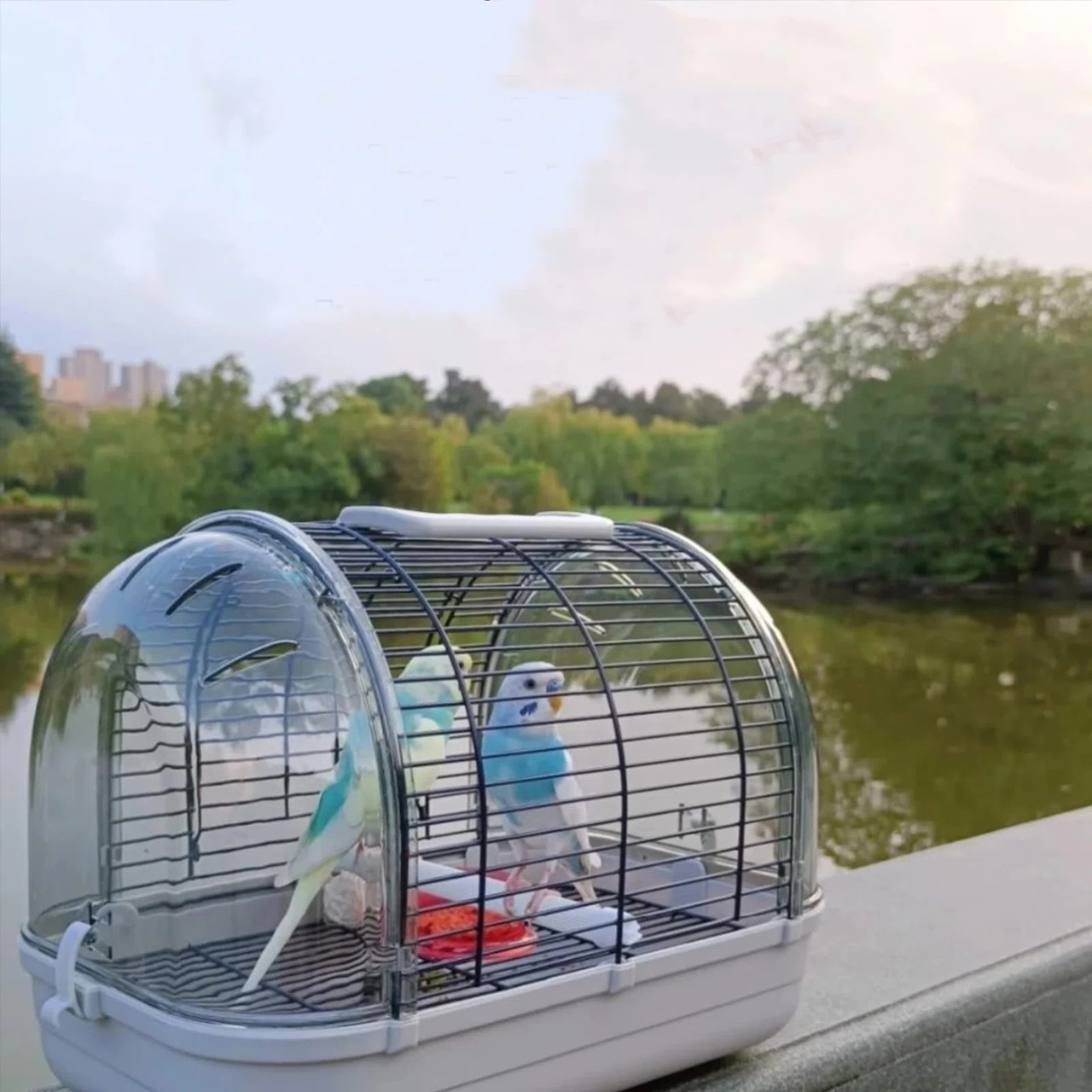 Two budgies in transparent travel cage by lake with park and buildings behind