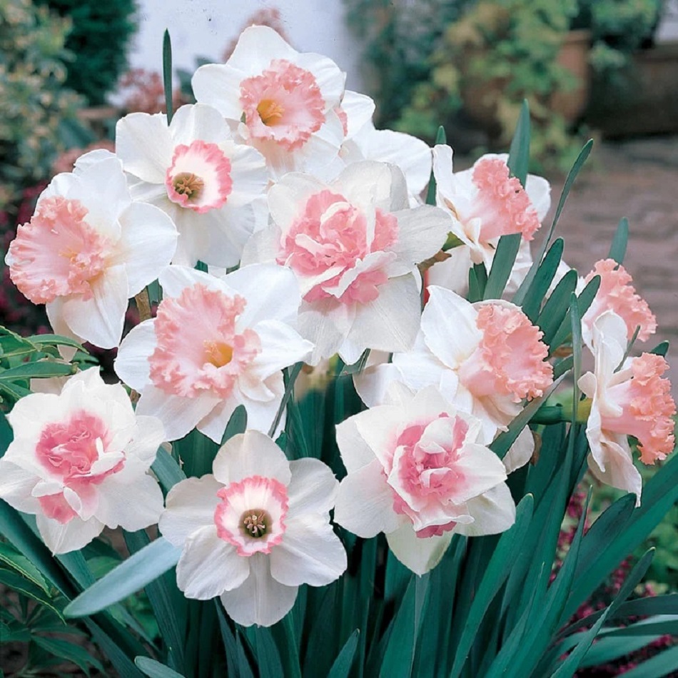 Pink and white daffodils with ruffled centers blooming in a garden