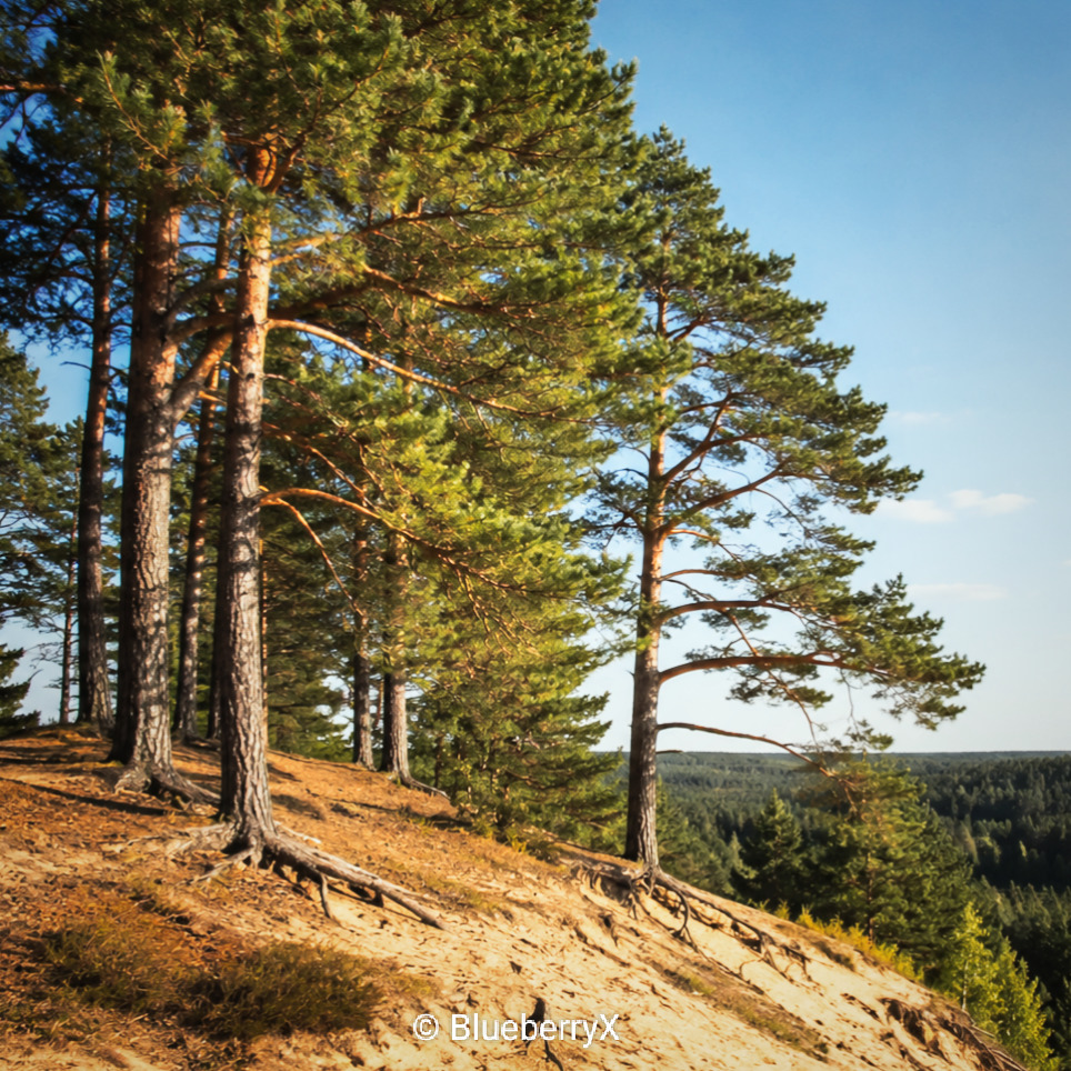 Pine trees on a sandy hillside overlooking a forest beneath a blue sky