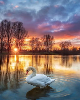 Swan at Sunset Lake