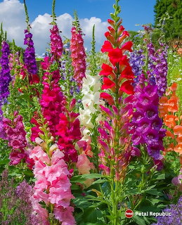 Tall spikes of colorful foxglove flowers including pink, purple, white, red, and orange blooms in a garden