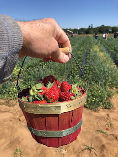 Hand holding a red basket filled with fresh strawberries at a strawberry farm field