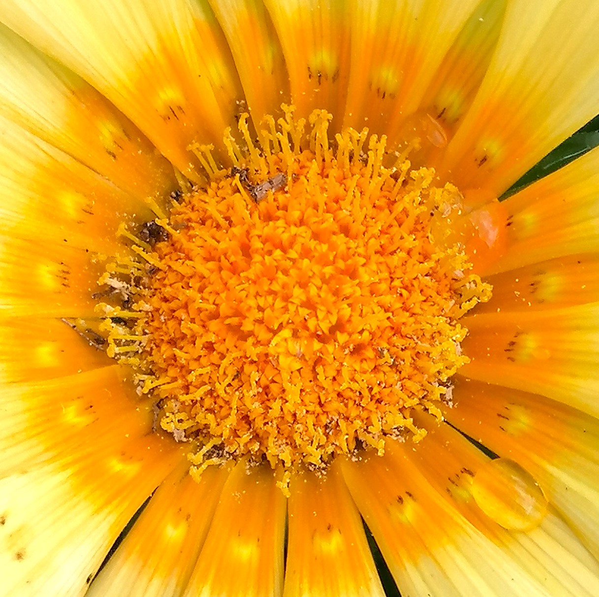 Macro close-up of a yellow gazania flower with bright petals and textured center