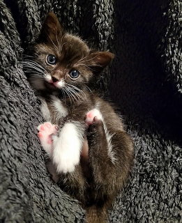Brown and white kitten with blue eyes clinging to dark tree bark