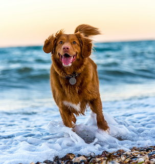 Golden retriever running through shallow ocean waves on beach, ears flying, mouth open happily