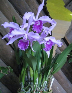 Pale lavender Cattleya lobata orchid flowers with magenta centers and green leaves