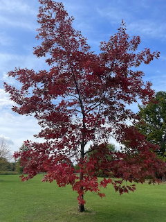 Red Autumn Tree