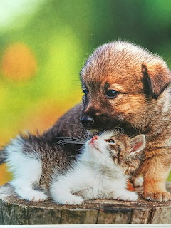 Puppy and Kitten