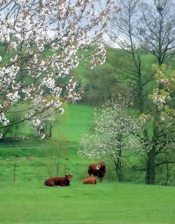 Three cows in a green spring meadow with blooming trees and a hillside in the background.