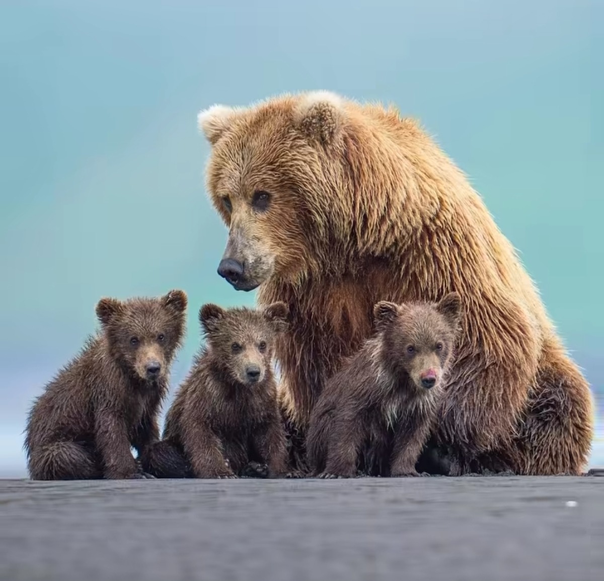 Brown bear with three cubs sitting together against a blue background
