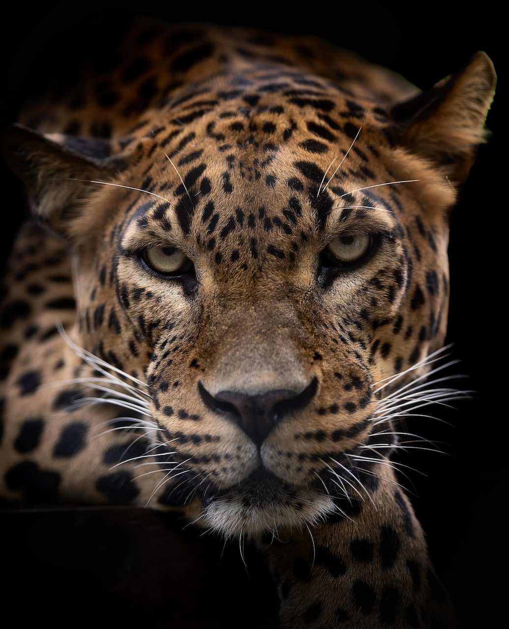 Close-up portrait of a Sri Lankan leopard with spotted fur and intense gaze on black background
